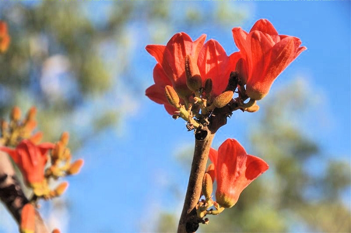 MtBorradaileMajorArt_DSC01092_800