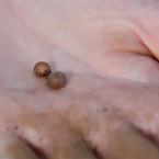 MajorArt_Bush_6003_m_800