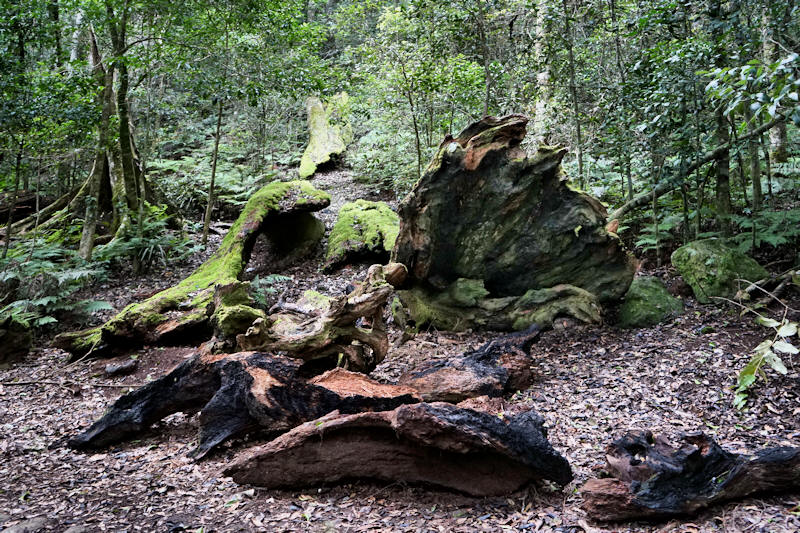 Mt Lamington rainforest