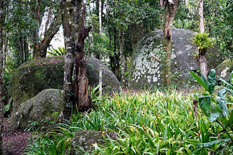 Mt Lamington rainforest