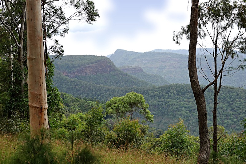 Mt Lamington forest view
