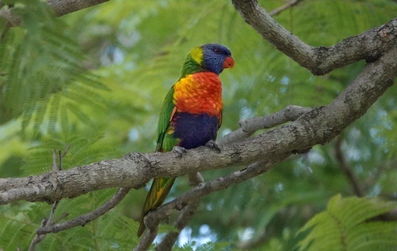 &nbsp;Rainbow Lorikeet (Ttrichoglossus haematodus)