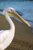 Mykonos_PelicanMascot_0055