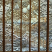 Inside the Church of the Franciscans, Porto