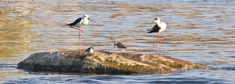 Along the Nile - black-winged stilt, Egypt