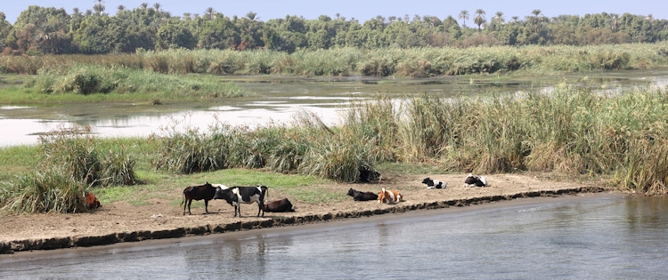 Along the Nile - farmland, Egypt