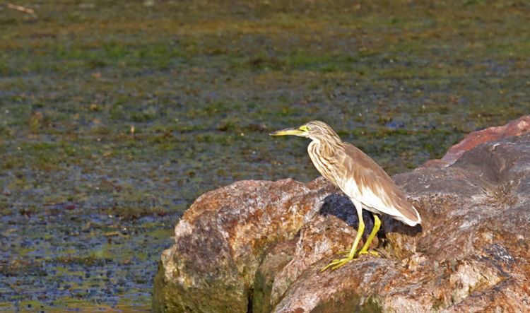 Along the Nile - yellow bittern, Egypt