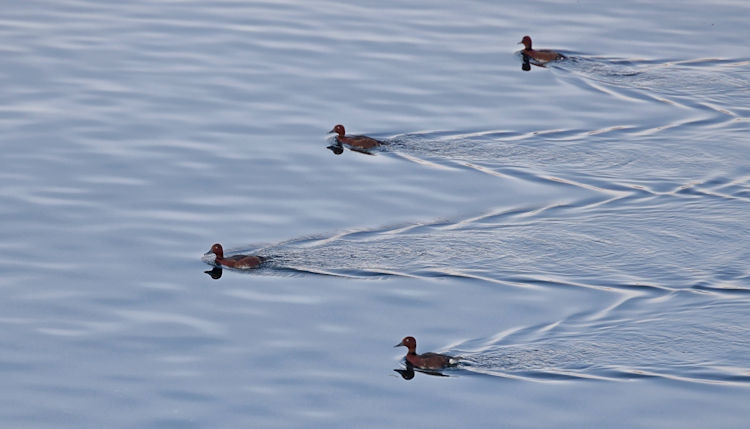 Along the Nile - Ferruginous Duck, Egypt