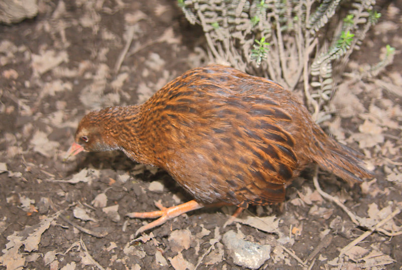 Weka (Gallirallus australis), New Zealand flightless bird&nbsp;