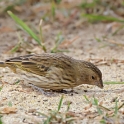 Saffron Finch_Sicalis flaveola_Female_4532