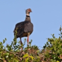 Southern Screamer_Chauna torquata_5364