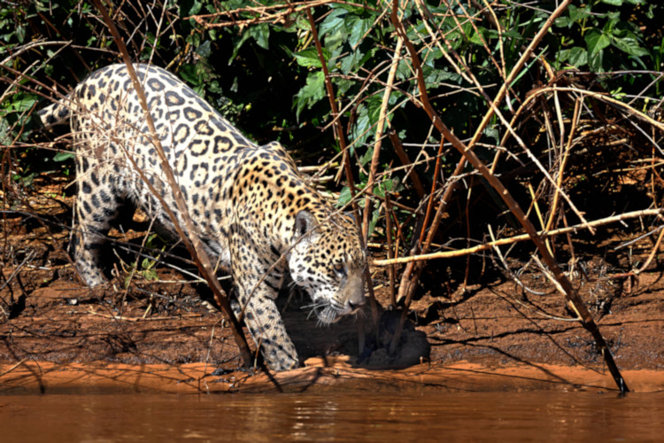 Jaguar, Pantanal, Brazil