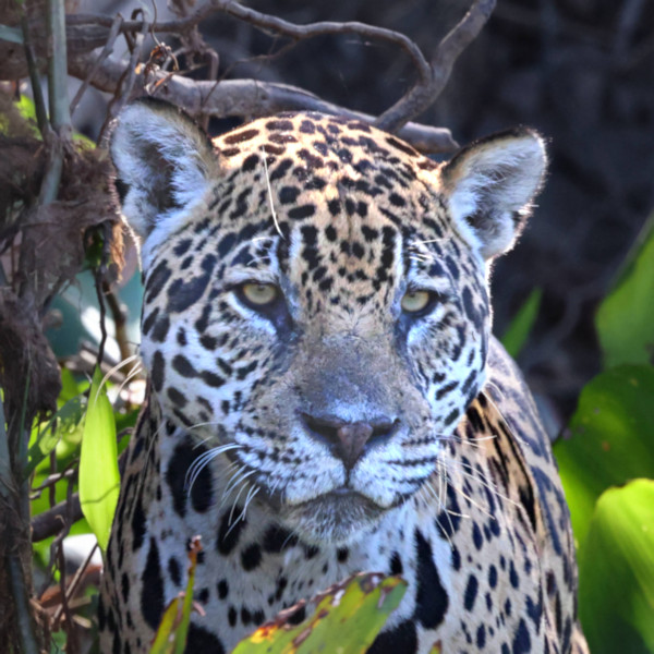 Female Jaguar #1