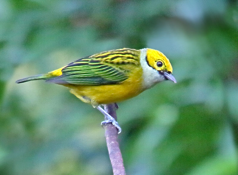 Silver-throated&nbsp;Tanager at Arenal