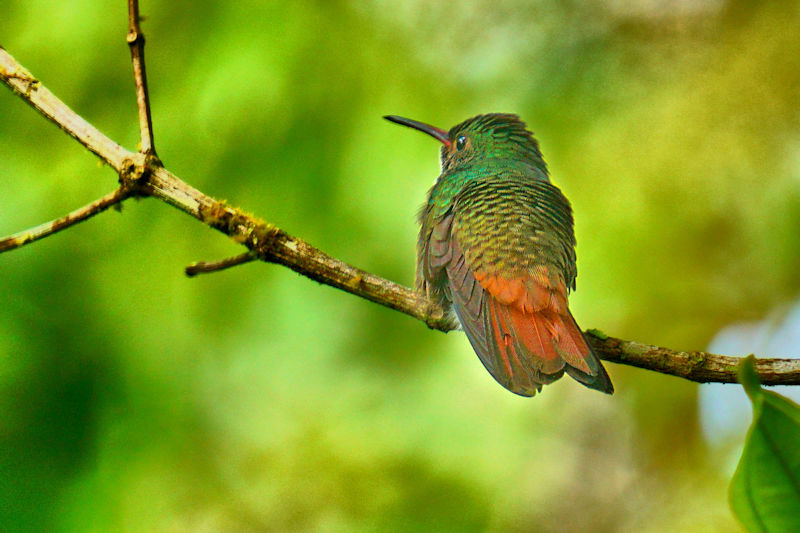 Rufus-tailed Hummingbird at La Selva