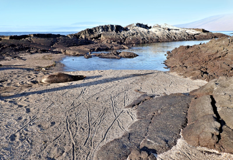 Fernandina Island, Galapagos