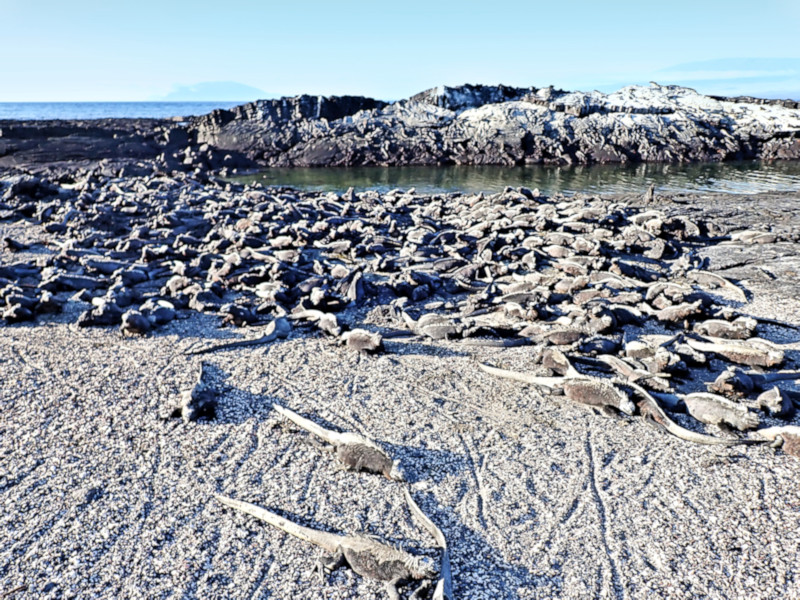 Fernandina Island, Galapagos