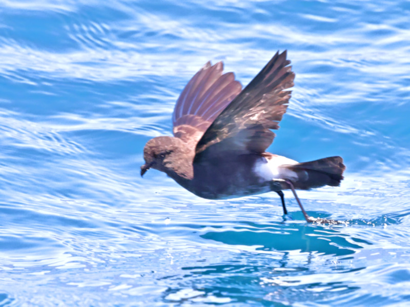 Band-rumped Storm-petrel, Tagus Cove, Isabela Island