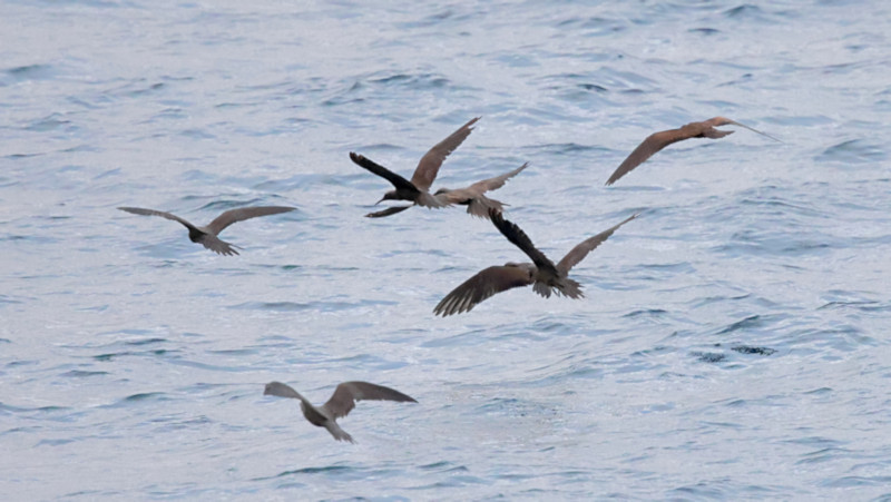 Brownn Noddiesl, Tagus Cove, Isabela Island