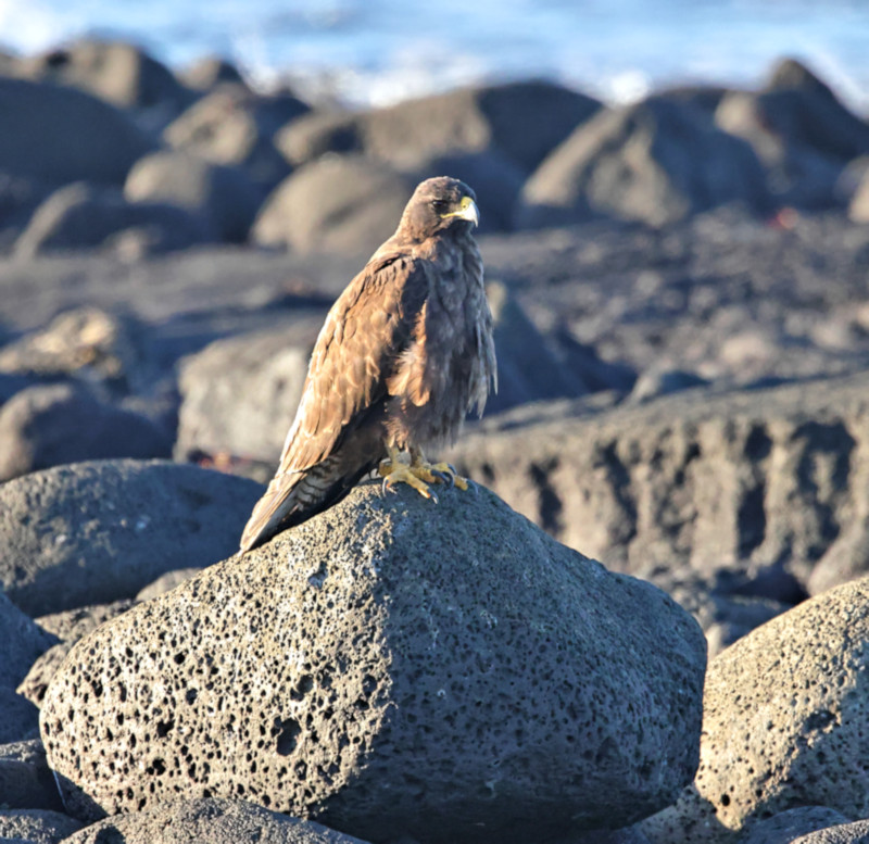 Galapagos Hawk, Fernandina Island