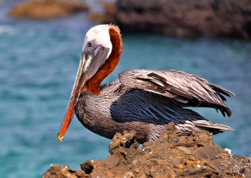 Galapagos Brown Pelican, Bartolome Island