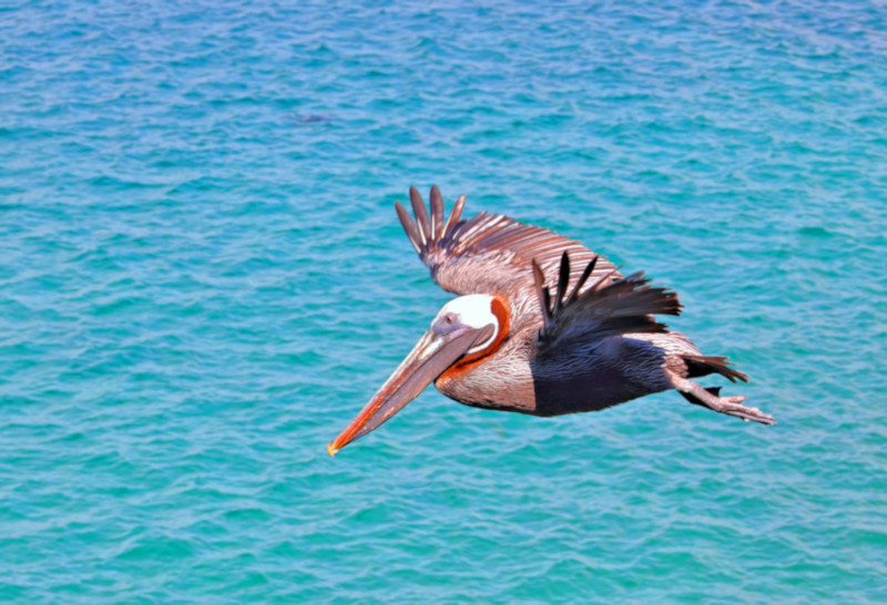Galapagos Brown Pelican, Bartolome Island